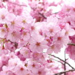 Voyage au Japon : Sakura 2018